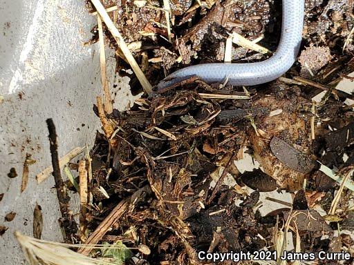 Brahminy Blindsnake (Ramphotyphlops braminus)