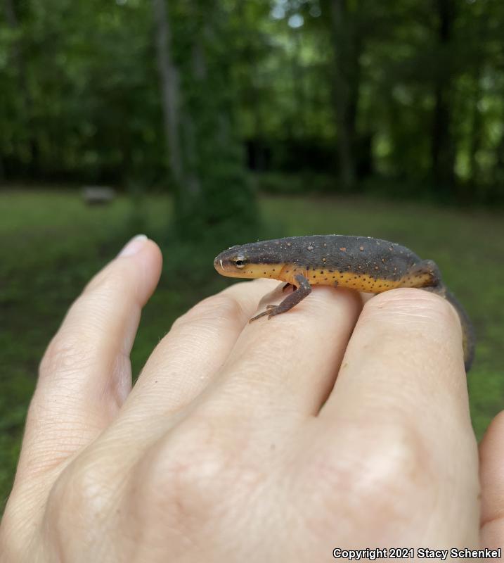 Eastern Newt (Notophthalmus viridescens)