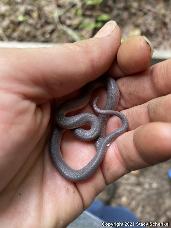 Eastern Wormsnake (Carphophis amoenus)