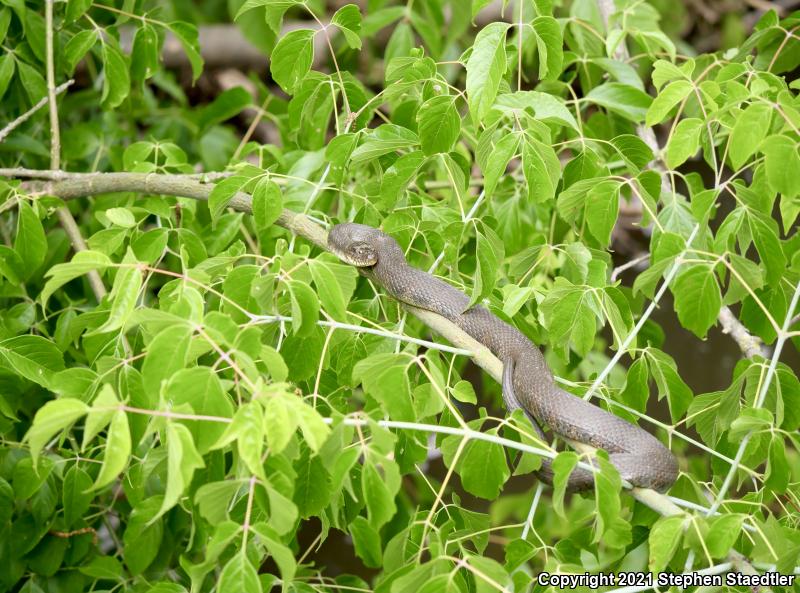 Northern Watersnake (Nerodia sipedon sipedon)