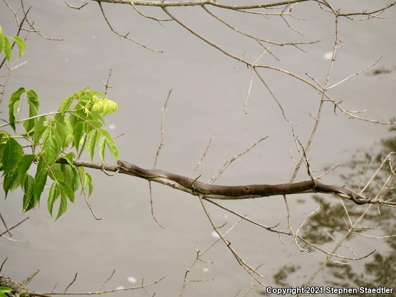 Northern Watersnake (Nerodia sipedon sipedon)