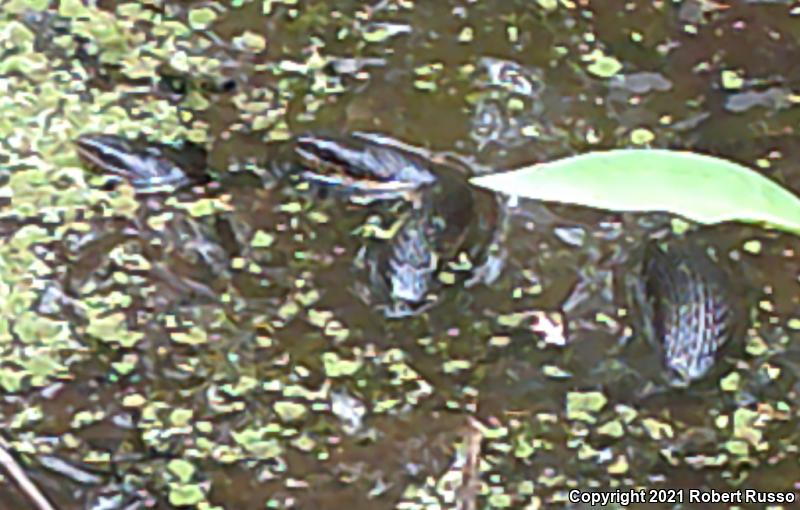 Banded Watersnake (Nerodia fasciata fasciata)