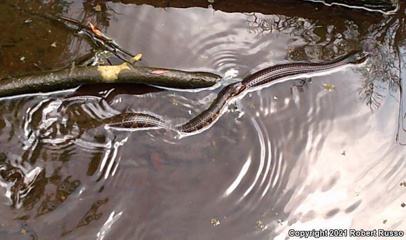 Banded Watersnake (Nerodia fasciata fasciata)