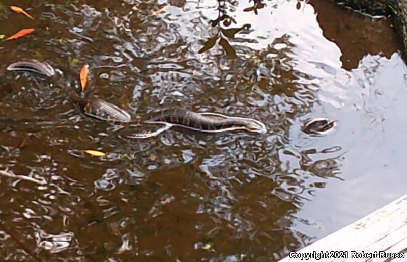 Banded Watersnake (Nerodia fasciata fasciata)