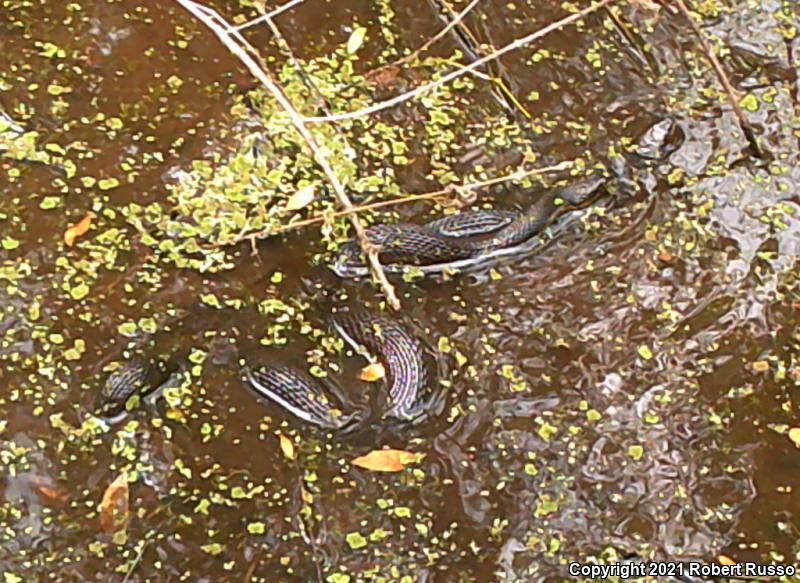 Banded Watersnake (Nerodia fasciata fasciata)