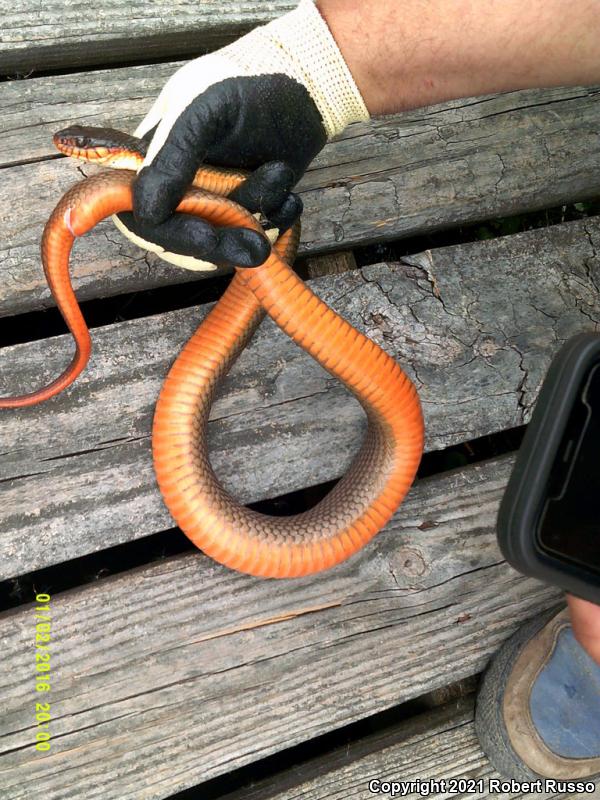 Red-bellied Watersnake (Nerodia erythrogaster erythrogaster)