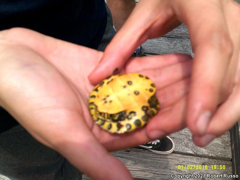 Yellow-bellied Slider (Trachemys scripta scripta)