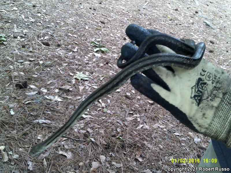 Yellow Ratsnake (Pantherophis obsoletus quadrivittatus)