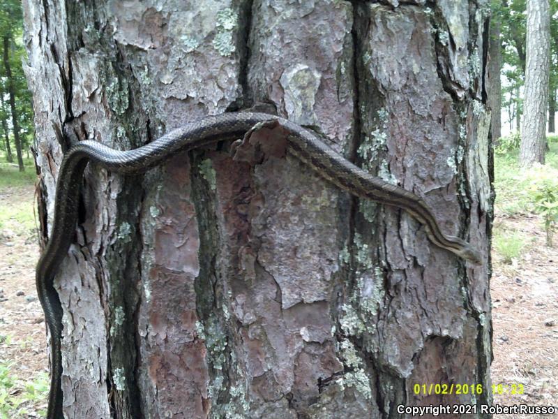 Yellow Ratsnake (Pantherophis obsoletus quadrivittatus)