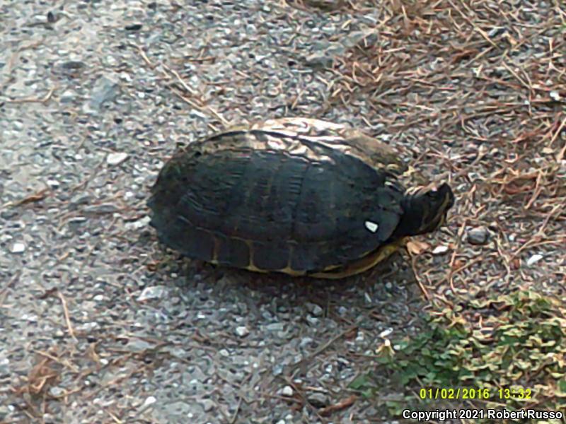 Yellow-bellied Slider (Trachemys scripta scripta)