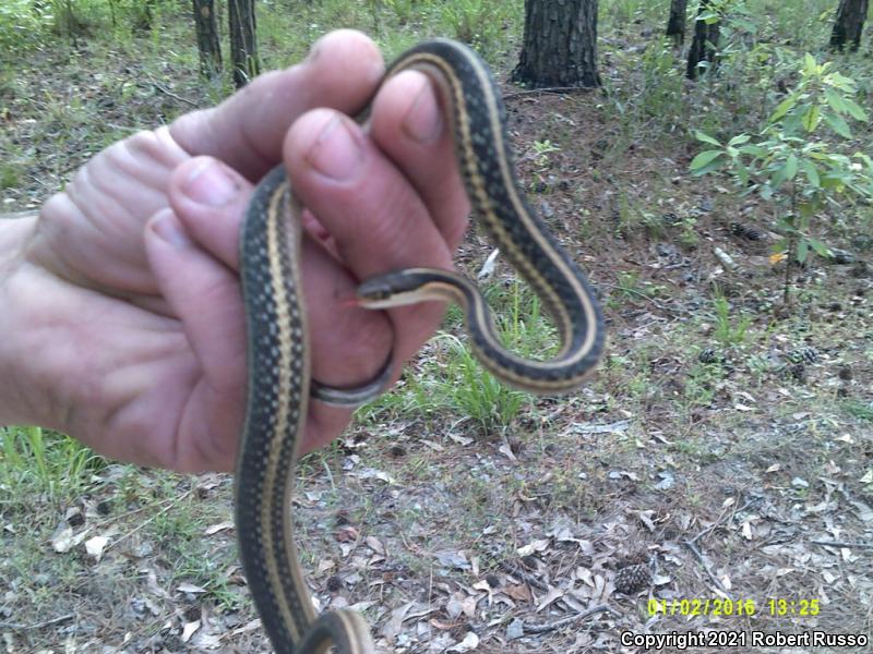 Eastern Ribbonsnake (Thamnophis sauritus sauritus)