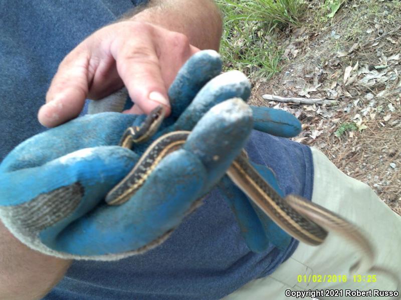 Eastern Ribbonsnake (Thamnophis sauritus sauritus)