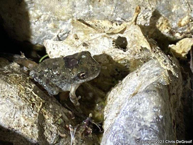 California Treefrog (Pseudacris cadaverina)