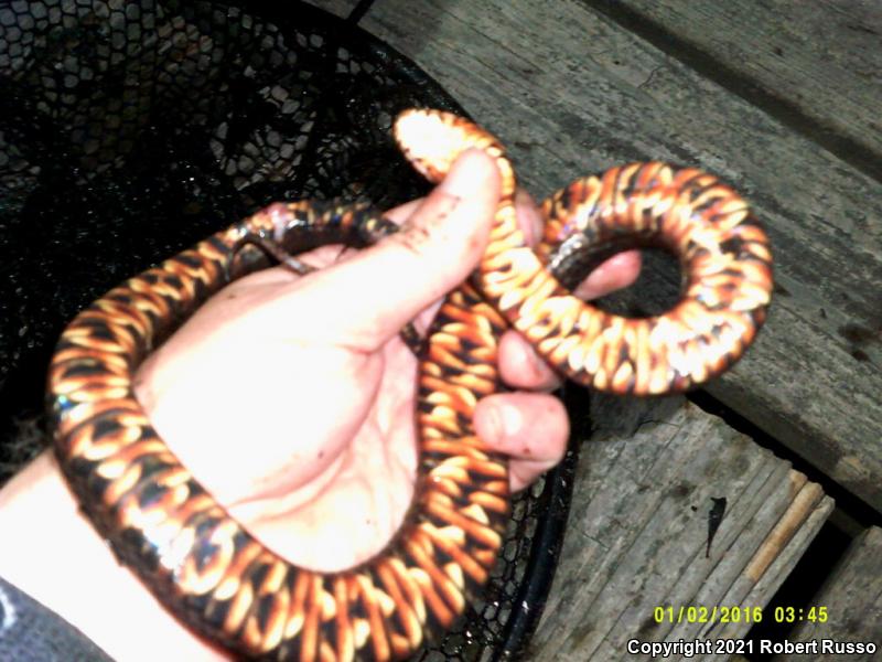 Banded Watersnake (Nerodia fasciata fasciata)