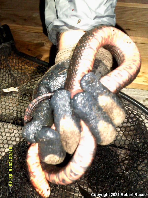 Banded Watersnake (Nerodia fasciata fasciata)