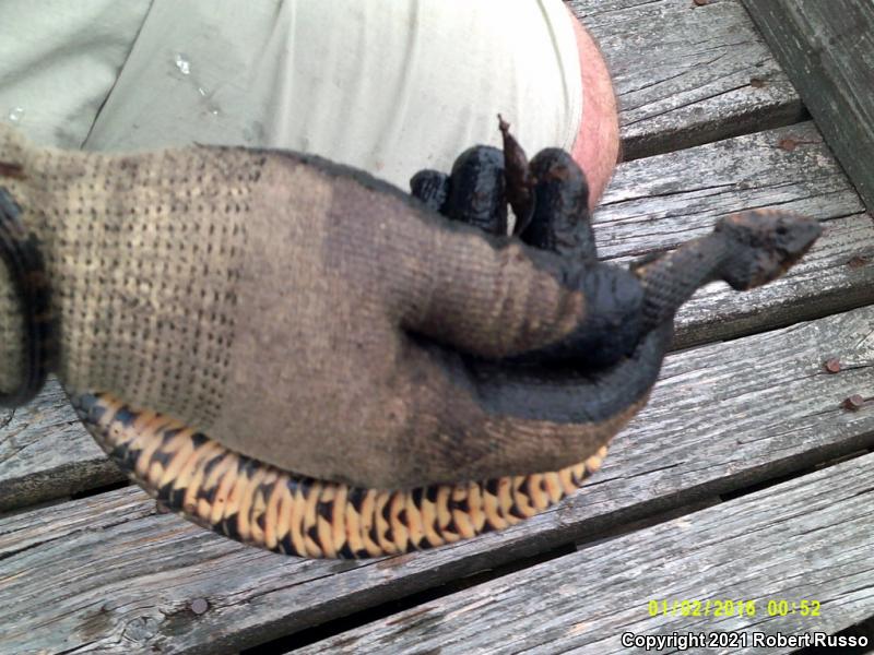 Banded Watersnake (Nerodia fasciata fasciata)