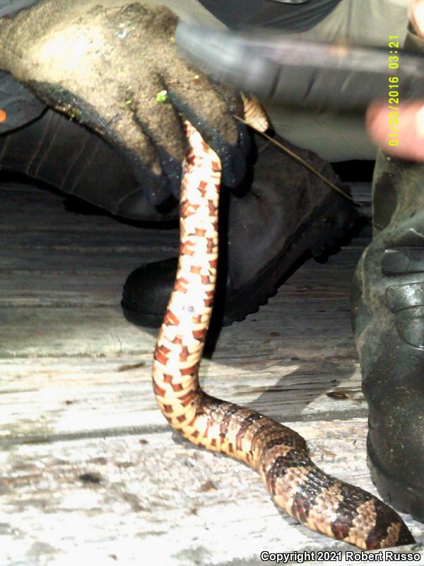 Banded Watersnake (Nerodia fasciata fasciata)