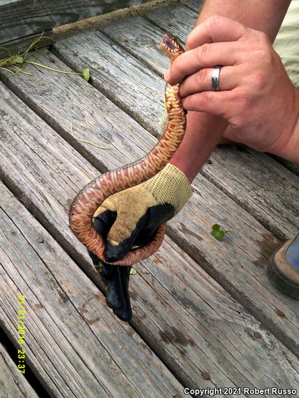 Banded Watersnake (Nerodia fasciata fasciata)