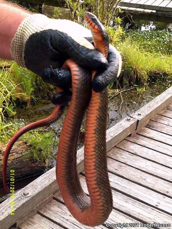 Red-bellied Watersnake (Nerodia erythrogaster erythrogaster)