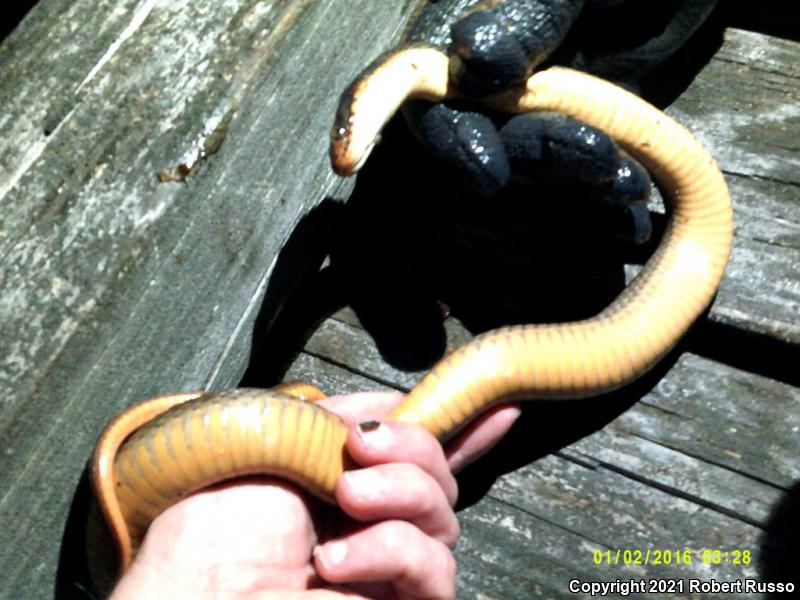 Red-bellied Watersnake (Nerodia erythrogaster erythrogaster)