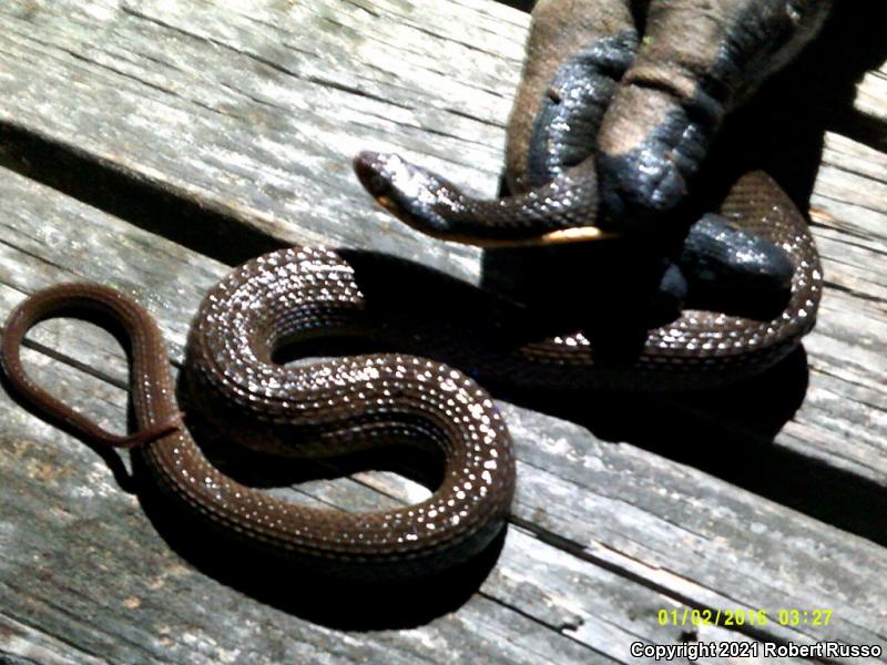 Red-bellied Watersnake (Nerodia erythrogaster erythrogaster)