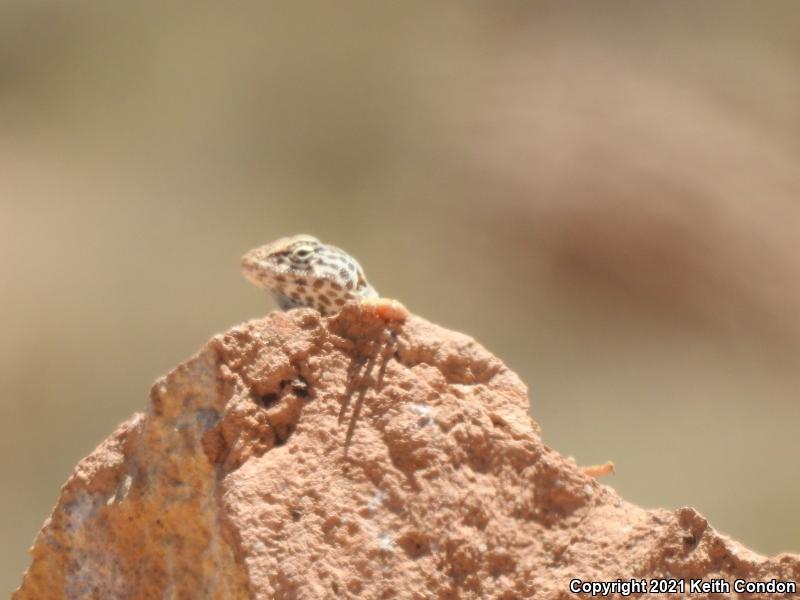 Great Basin Collared Lizard (Crotaphytus bicinctores)