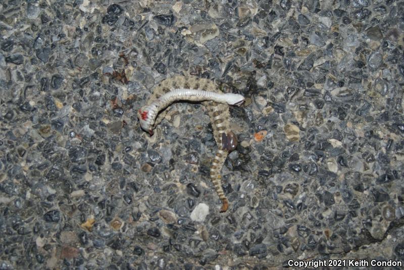 Mojave Desert Sidewinder (Crotalus cerastes cerastes)