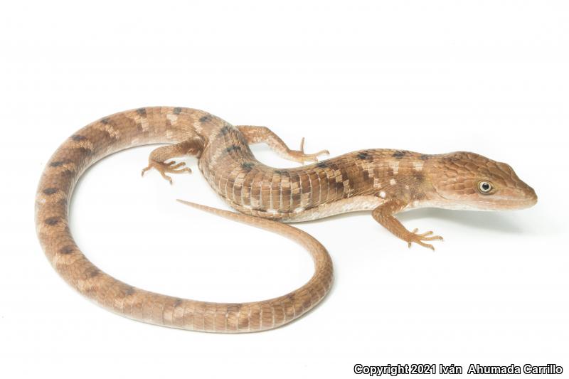 Weigman's Alligator Lizard (Gerrhonotus liocephalus)