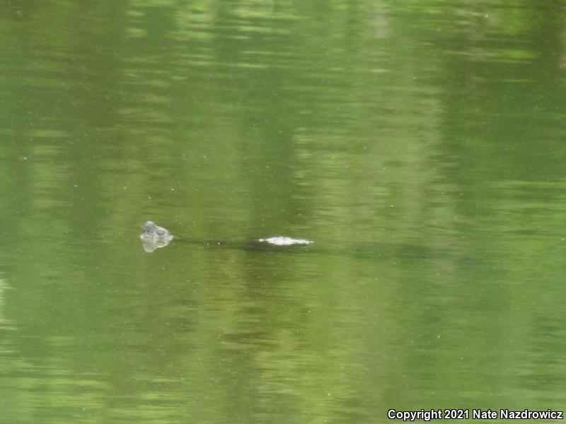 Snapping Turtle (Chelydra serpentina)