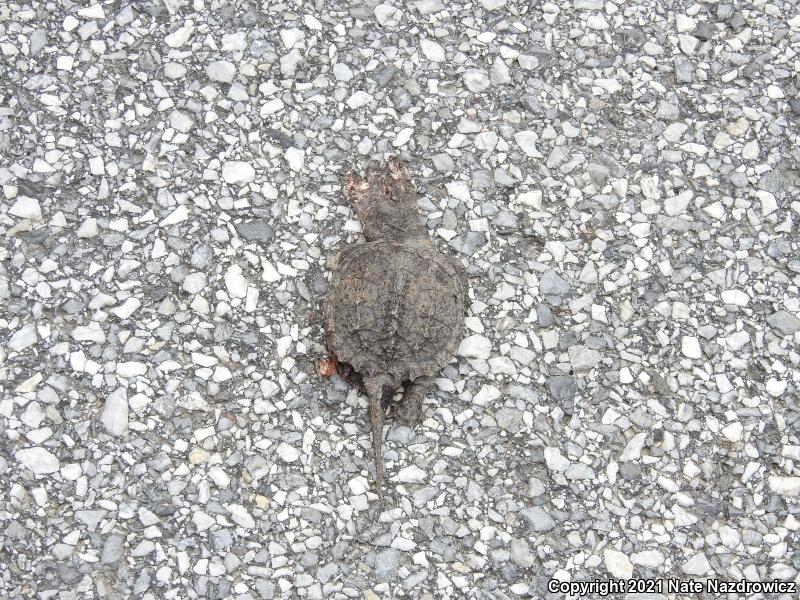 Snapping Turtle (Chelydra serpentina)