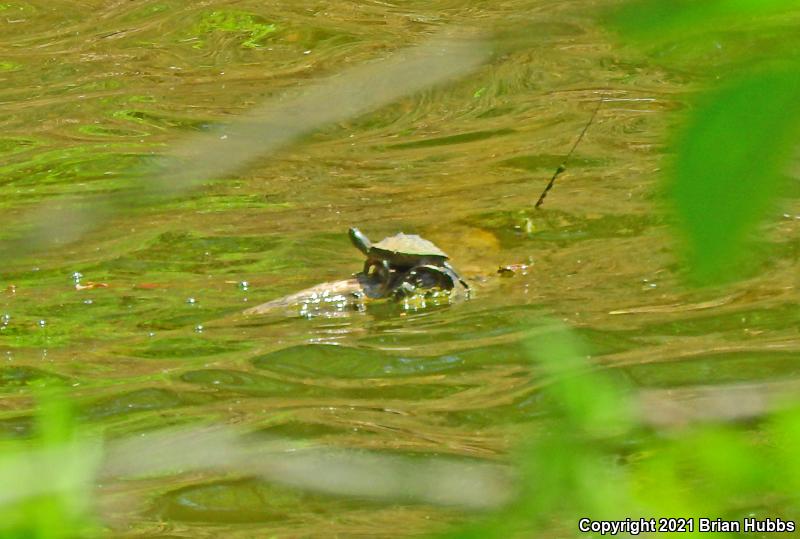 False Map Turtle (Graptemys pseudogeographica pseudogeographica)