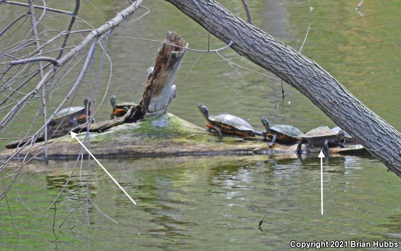 False Map Turtle (Graptemys pseudogeographica pseudogeographica)