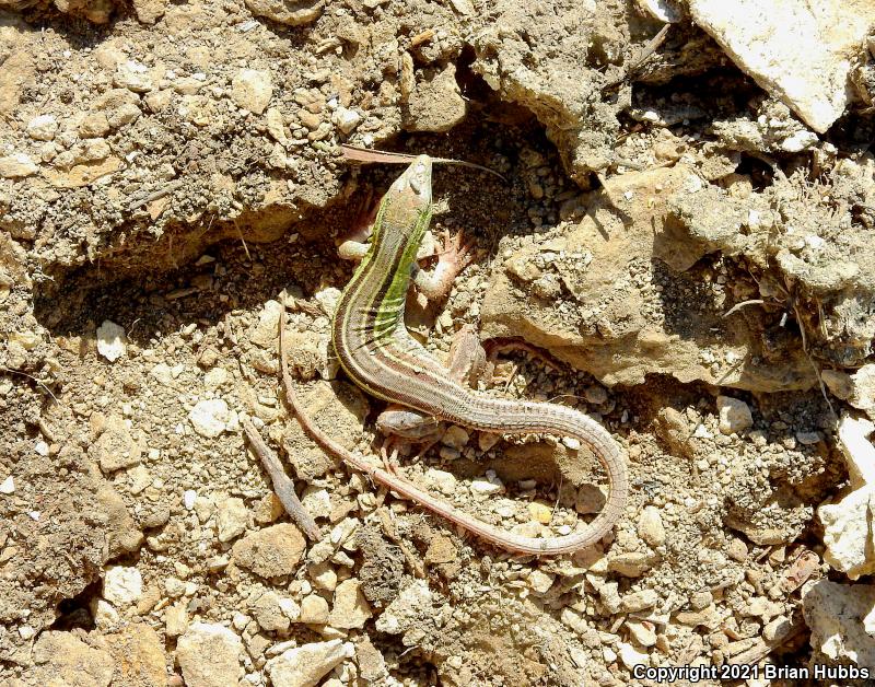 Prairie Racerunner (Aspidoscelis sexlineata viridis)