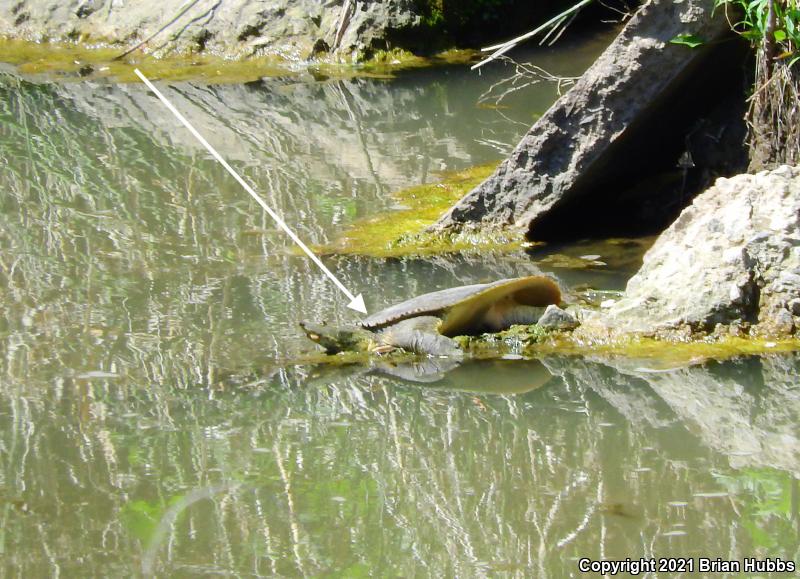 Western Spiny Softshell (Apalone spinifera hartwegi)