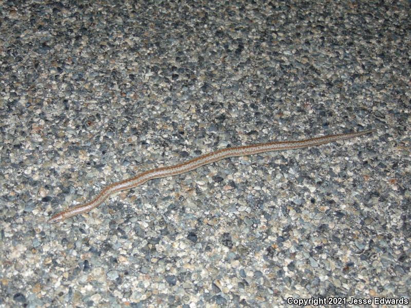 Coastal Rosy Boa (Lichanura trivirgata roseofusca)