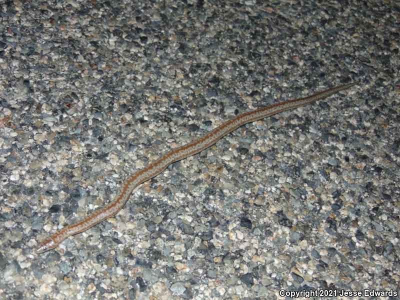 Coastal Rosy Boa (Lichanura trivirgata roseofusca)