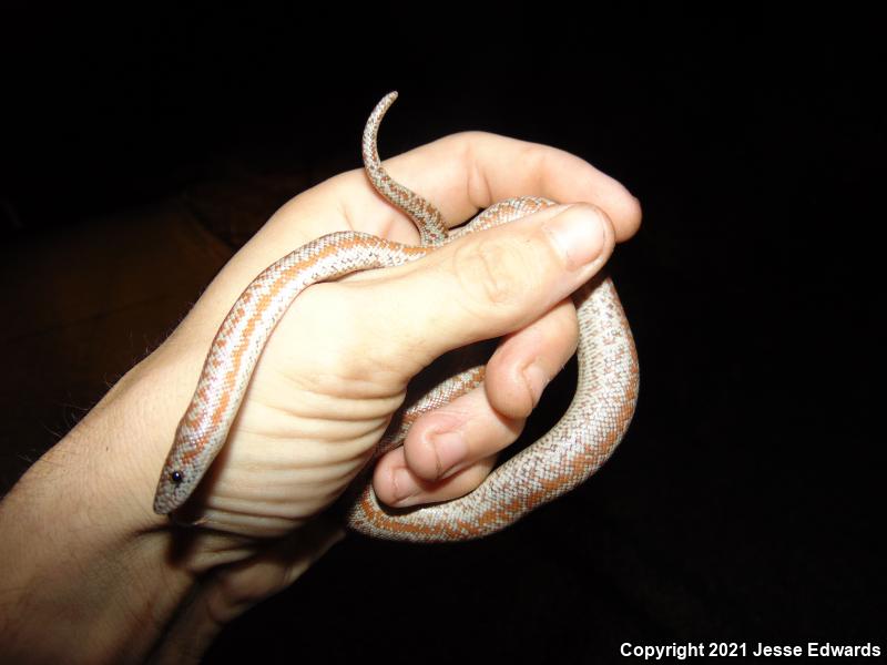 Coastal Rosy Boa (Lichanura trivirgata roseofusca)