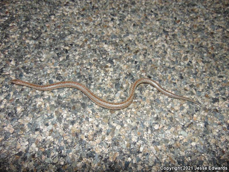 Coastal Rosy Boa (Lichanura trivirgata roseofusca)