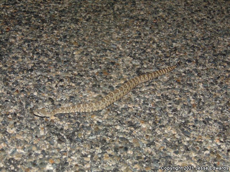 Speckled Rattlesnake (Crotalus mitchellii)