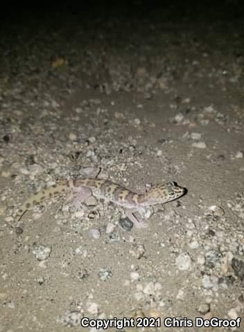 Desert Banded Gecko (Coleonyx variegatus variegatus)