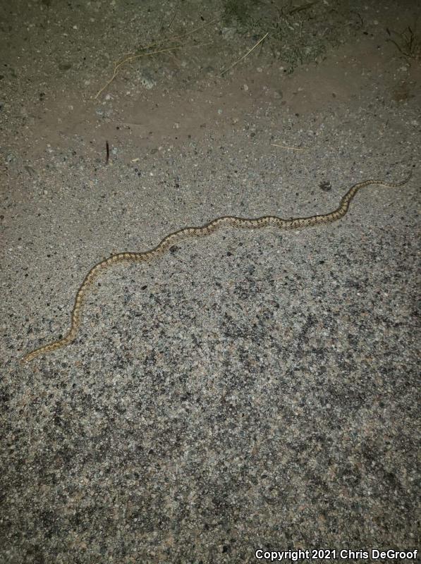 Desert Glossy Snake (Arizona elegans eburnata)