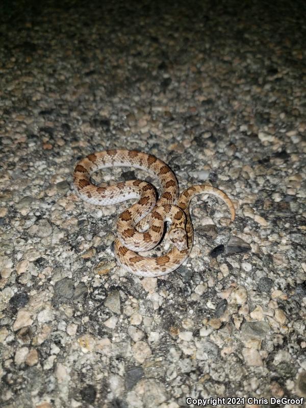 Spotted Leaf-nosed Snake (Phyllorhynchus decurtatus)