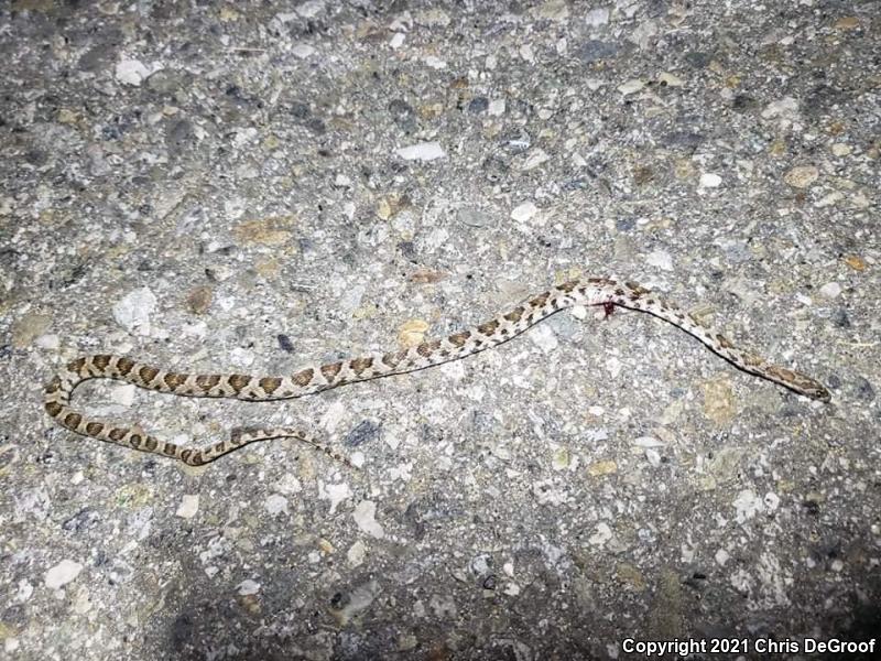 Baja California Lyresnake (Trimorphodon biscutatus lyrophanes)