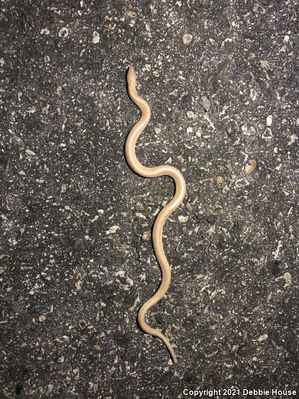 Northern Rubber Boa (Charina bottae)