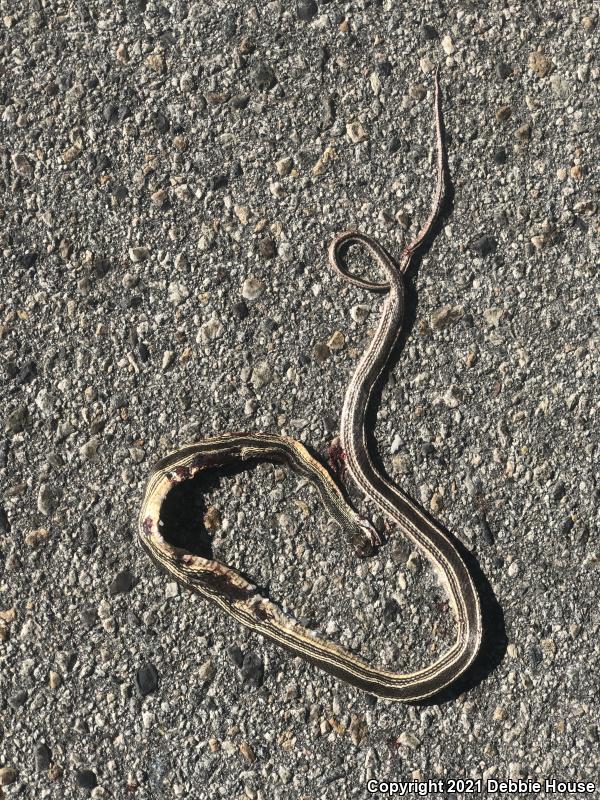 Desert Striped Whipsnake (Coluber taeniatus taeniatus)