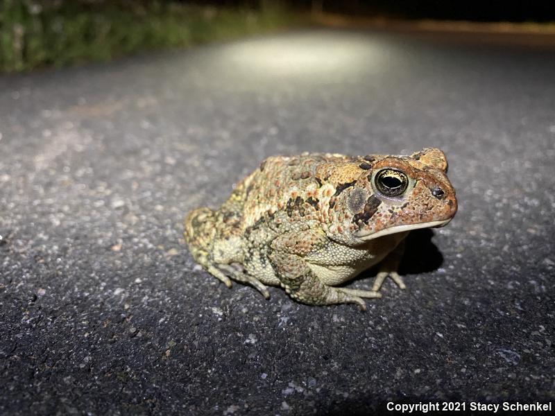 Fowler's Toad (Anaxyrus fowleri)