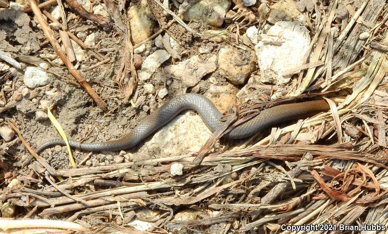 Prairie Ring-necked Snake (Diadophis punctatus arnyi)