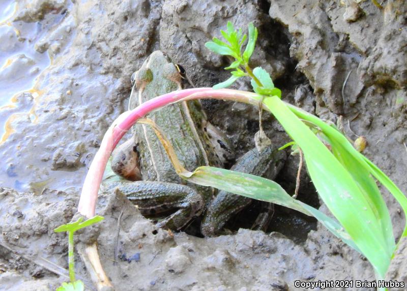 Plains Leopard Frog (Lithobates blairi)