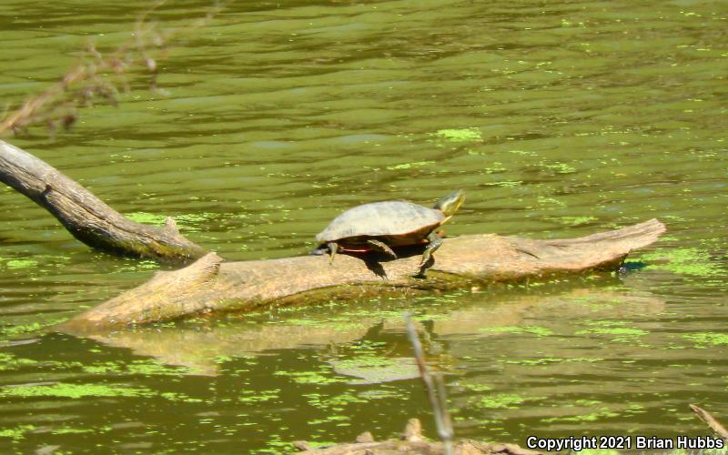 Western Painted Turtle (Chrysemys picta bellii)