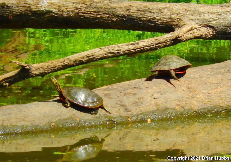 Western Painted Turtle (Chrysemys picta bellii)